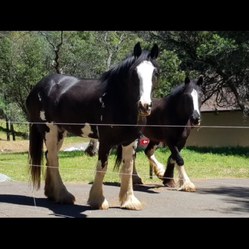 🔥AMBASSADOR🔥 - Picture 15 of 15